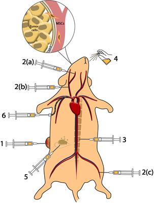 Recent Advances on Drug-Loaded Mesenchymal Stem Cells With Anti-neoplastic Agents for Targeted Treatment of Cancer